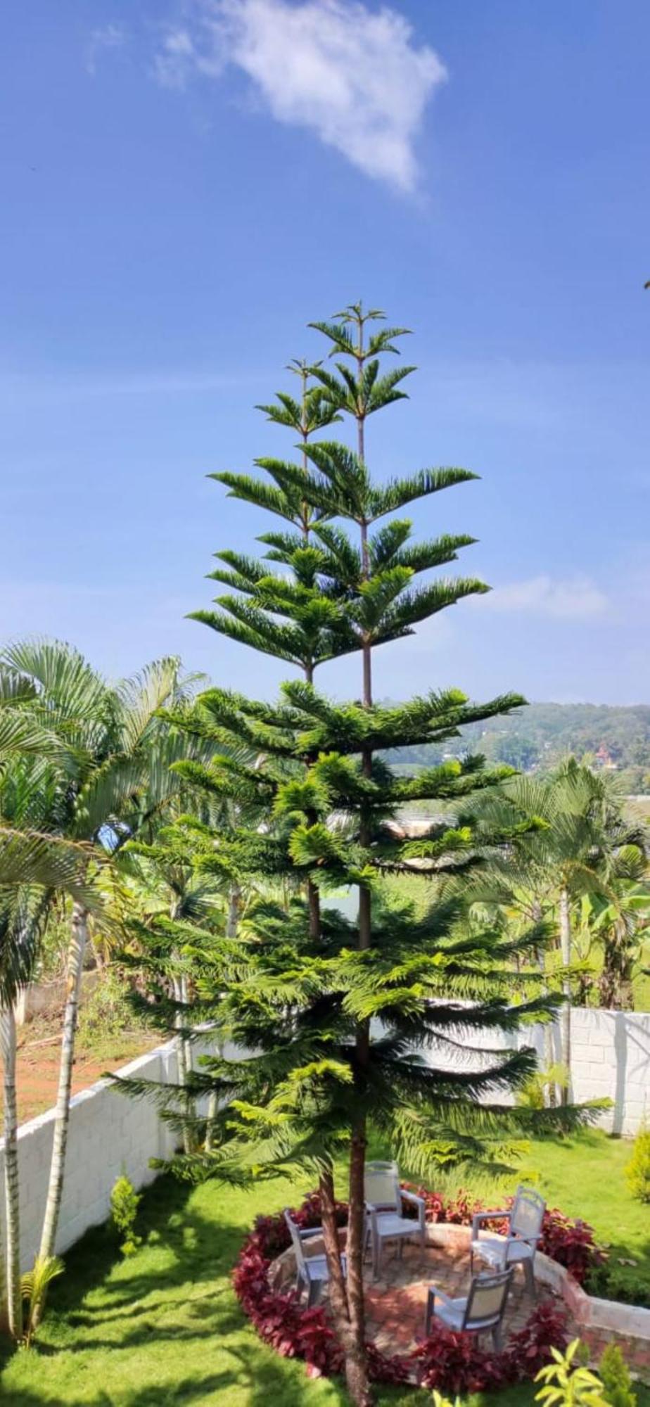 Cloud9villa Holiday home Yelagiri